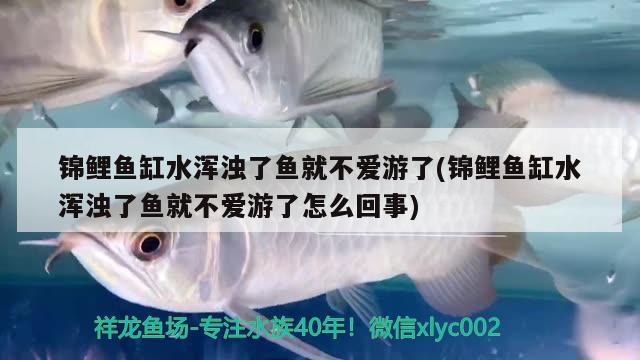 成吉思汗鯊需要多大魚缸才能養(yǎng)（觀賞魚成吉思汗鯊能長多大） 黑桃A魚