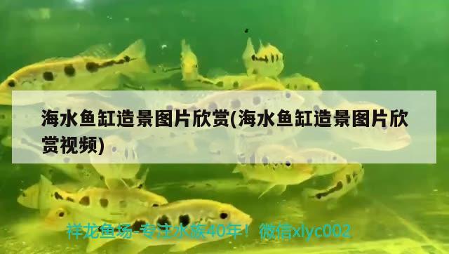 海水魚缸造景圖片欣賞(海水魚缸造景圖片欣賞視頻) 海水魚