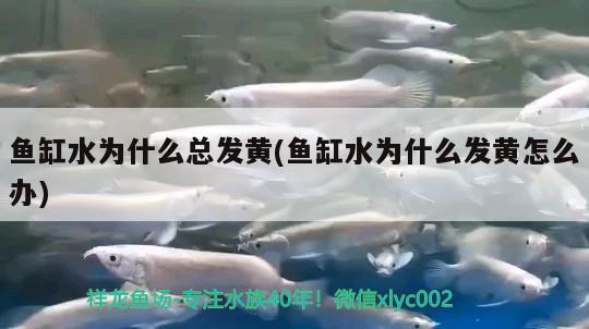 魚缸水為什么總發(fā)黃(魚缸水為什么發(fā)黃怎么辦)