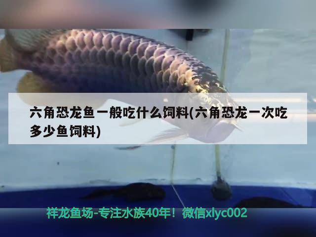 六角恐龍魚一般吃什么飼料(六角恐龍一次吃多少魚飼料)