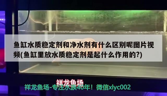 魚缸水質(zhì)穩(wěn)定劑和凈水劑有什么區(qū)別呢圖片視頻(魚缸里放水質(zhì)穩(wěn)定劑是起什么作用的?)