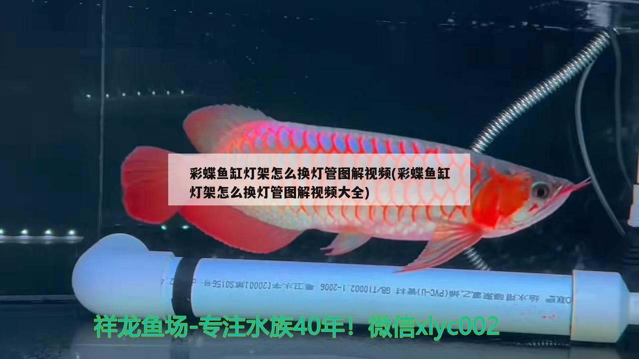 彩蝶魚缸燈架怎么換燈管圖解視頻(彩蝶魚缸燈架怎么換燈管圖解視頻大全) 虎紋銀版魚