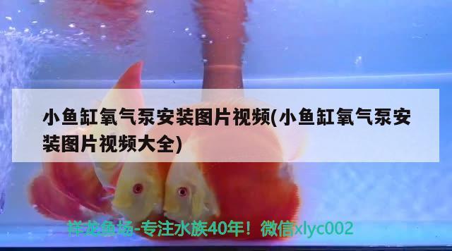 小魚缸氧氣泵安裝圖片視頻(小魚缸氧氣泵安裝圖片視頻大全)