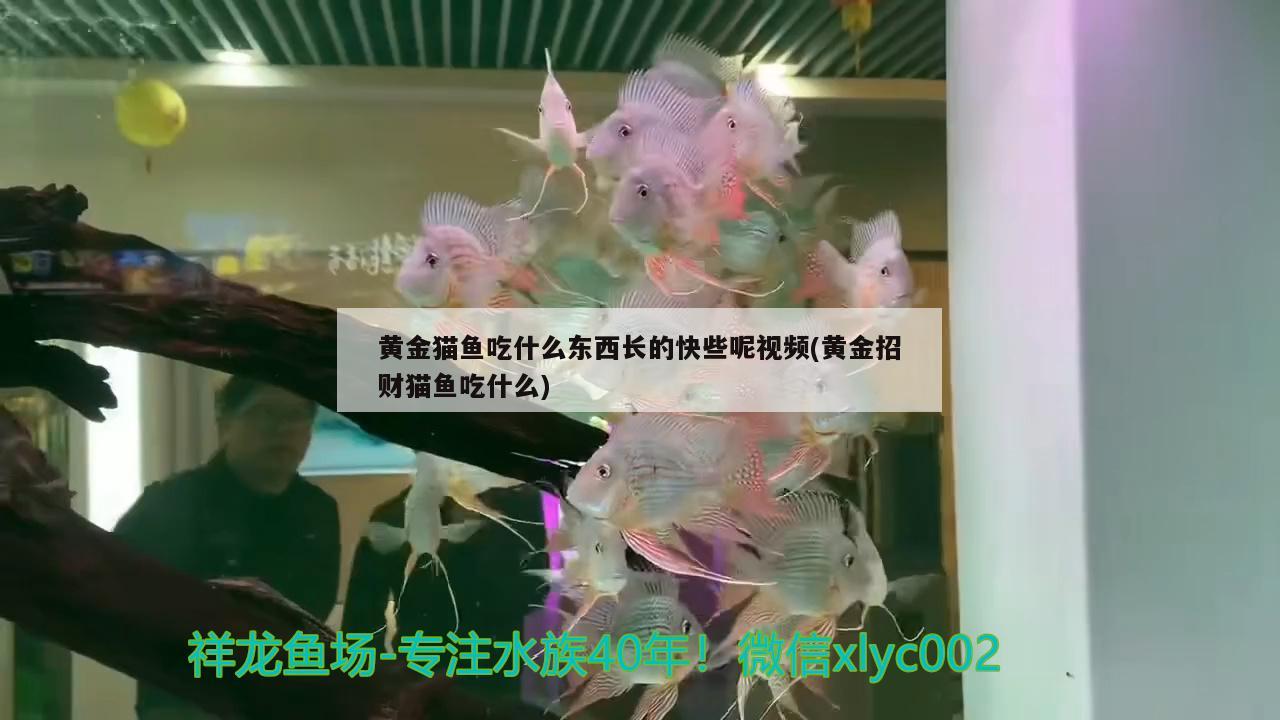 黃金貓魚吃什么東西長(zhǎng)的快些呢視頻(黃金招財(cái)貓魚吃什么) 黃金貓魚