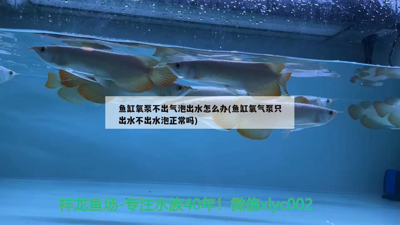 魚缸氧泵不出氣泡出水怎么辦(魚缸氧氣泵只出水不出水泡正常嗎)