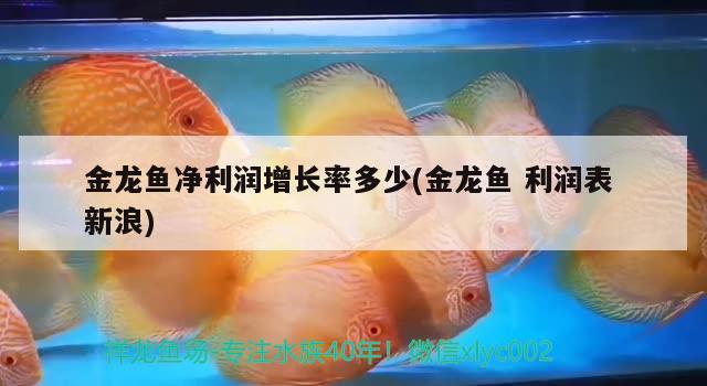 金龍魚凈利潤增長率多少(金龍魚利潤表新浪) 黃吉金龍（白子金龍魚）