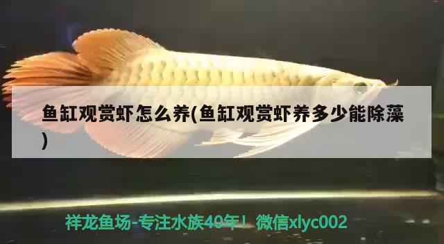 魚缸觀賞蝦怎么養(yǎng)(魚缸觀賞蝦養(yǎng)多少能除藻) 名貴錦鯉魚