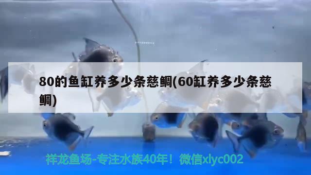 80的魚(yú)缸養(yǎng)多少條慈鯛(60缸養(yǎng)多少條慈鯛)