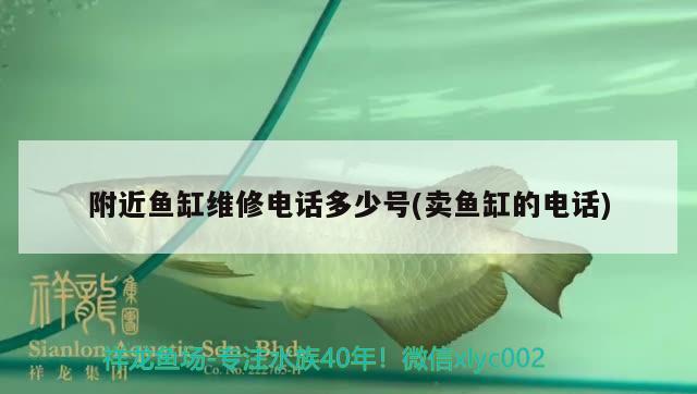 附近魚(yú)缸維修電話多少號(hào)(賣(mài)魚(yú)缸的電話) 帝王迷宮魚(yú)