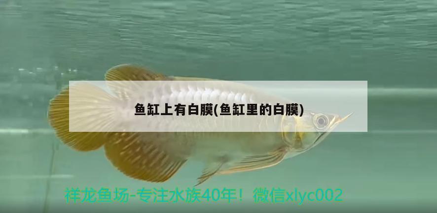 魚(yú)缸上有白膜(魚(yú)缸里的白膜) 白化火箭