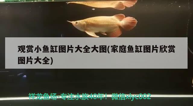 觀賞小魚缸圖片大全大圖(家庭魚缸圖片欣賞圖片大全) 金龍魚百科