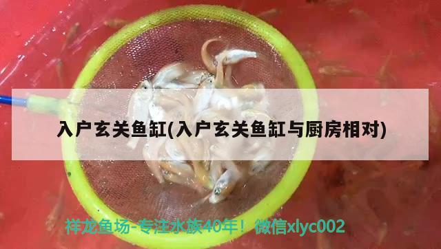 入戶玄關魚缸(入戶玄關魚缸與廚房相對) 皇冠黑白魟魚