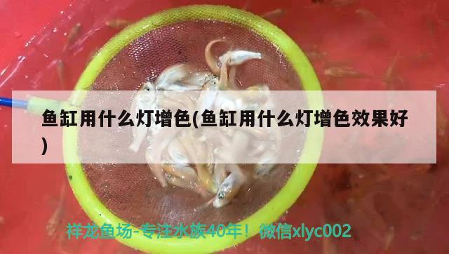 魚缸用什么燈增色(魚缸用什么燈增色效果好) 朱巴利魚