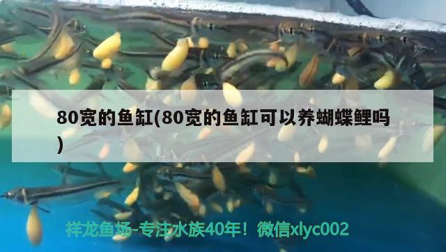 80寬的魚缸(80寬的魚缸可以養(yǎng)蝴蝶鯉嗎) 蝴蝶鯉