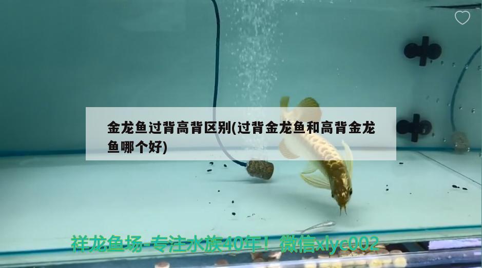 金龍魚過(guò)背高背區(qū)別(過(guò)背金龍魚和高背金龍魚哪個(gè)好)