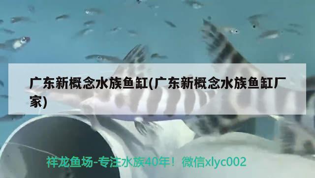 廣東新概念水族魚缸(廣東新概念水族魚缸廠家) 印尼虎苗