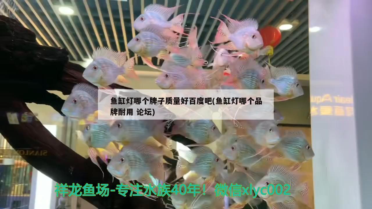 魚缸燈哪個牌子質(zhì)量好百度吧(魚缸燈哪個品牌耐用論壇) 檸檬鯽