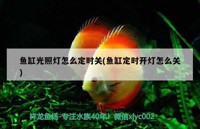 魚缸光照燈怎么定時關(魚缸定時開燈怎么關) 白子銀龍魚苗