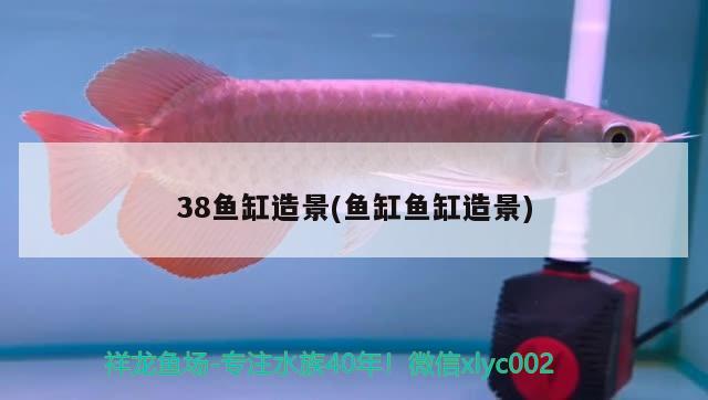 龍魚寄生蟲治療最有效辦法是什么意思（龍魚寄生蟲治療最有效辦法是什么意思） 龍魚疾病與治療 第2張