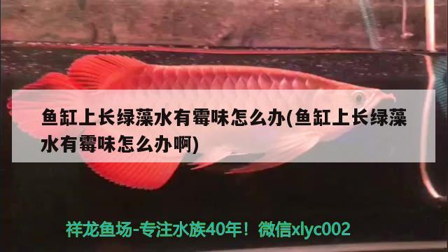 魚缸上長綠藻水有霉味怎么辦(魚缸上長綠藻水有霉味怎么辦啊) 觀賞魚飼料