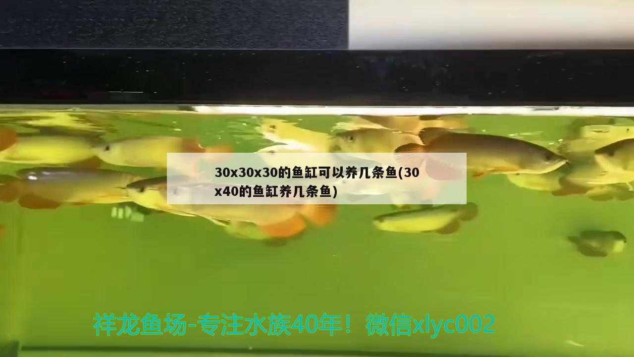 30x30x30的魚缸可以養(yǎng)幾條魚(30x40的魚缸養(yǎng)幾條魚)