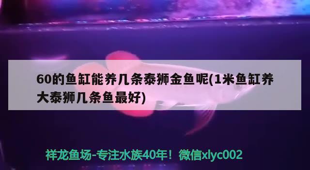 60的魚缸能養(yǎng)幾條泰獅金魚呢(1米魚缸養(yǎng)大泰獅幾條魚最好) 水族維護(hù)服務(wù)（上門） 第1張