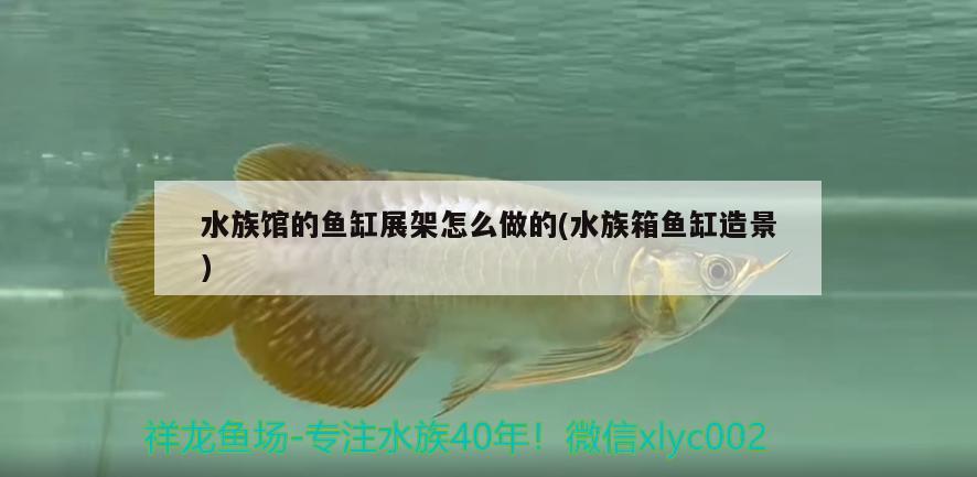 水族館的魚缸展架怎么做的(水族箱魚缸造景) 魚缸/水族箱