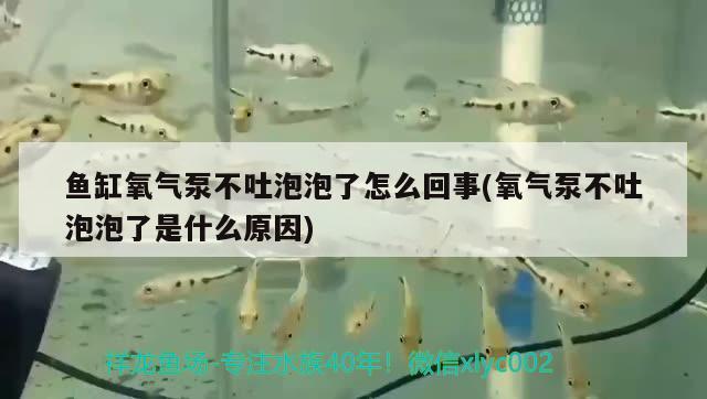 魚(yú)缸氧氣泵不吐泡泡了怎么回事(氧氣泵不吐泡泡了是什么原因) 黑帝王魟魚(yú)