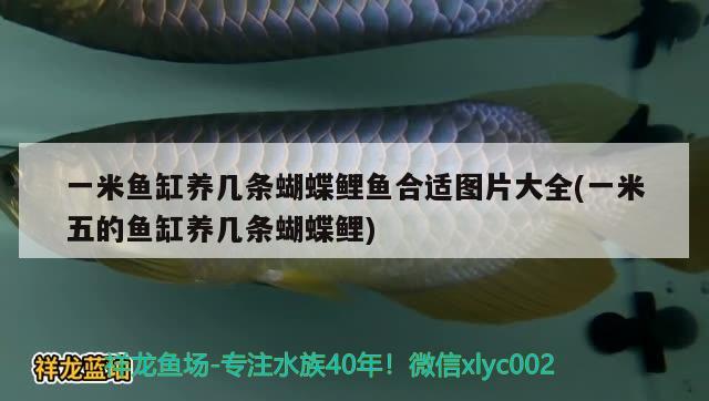 上海魚缸搬運公司哪家好些?。ㄉ虾?魚缸） 圖騰金龍魚