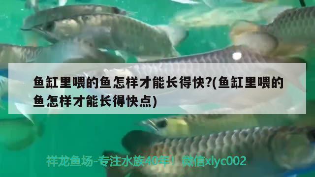 魚缸里喂的魚怎樣才能長得快?(魚缸里喂的魚怎樣才能長得快點) 祥龍龍魚專用水族燈