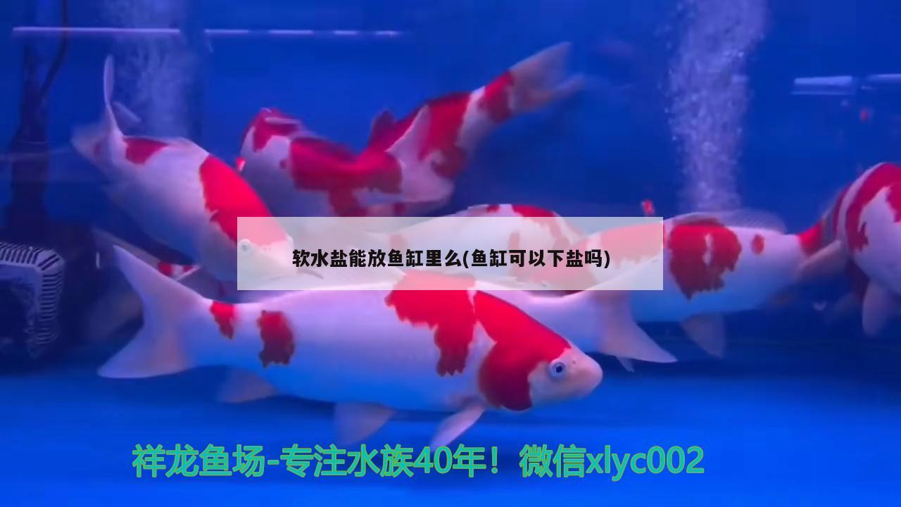 軟水鹽能放魚缸里么(魚缸可以下鹽嗎) 過背金龍魚