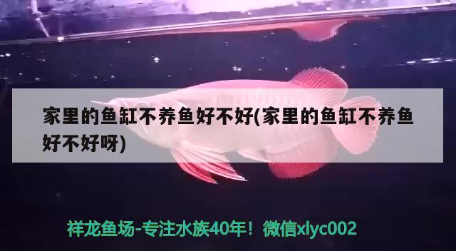 家里的魚缸不養(yǎng)魚好不好(家里的魚缸不養(yǎng)魚好不好呀)