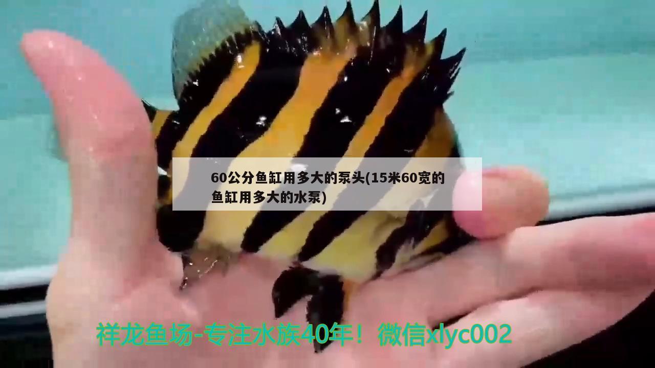 60公分魚缸用多大的泵頭(15米60寬的魚缸用多大的水泵) 過濾設備