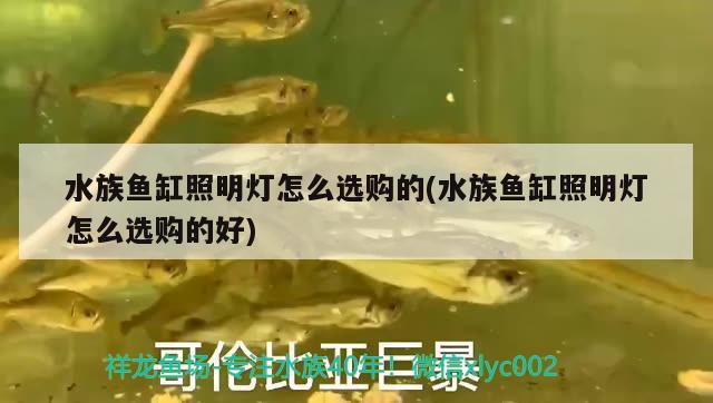 水族魚缸照明燈怎么選購的(水族魚缸照明燈怎么選購的好) 古典過背金龍魚