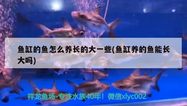 魚缸的魚怎么養(yǎng)長的大一些(魚缸養(yǎng)的魚能長大嗎) 魚缸/水族箱