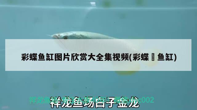 彩蝶魚缸圖片欣賞大全集視頻(彩蝶魟魚缸)