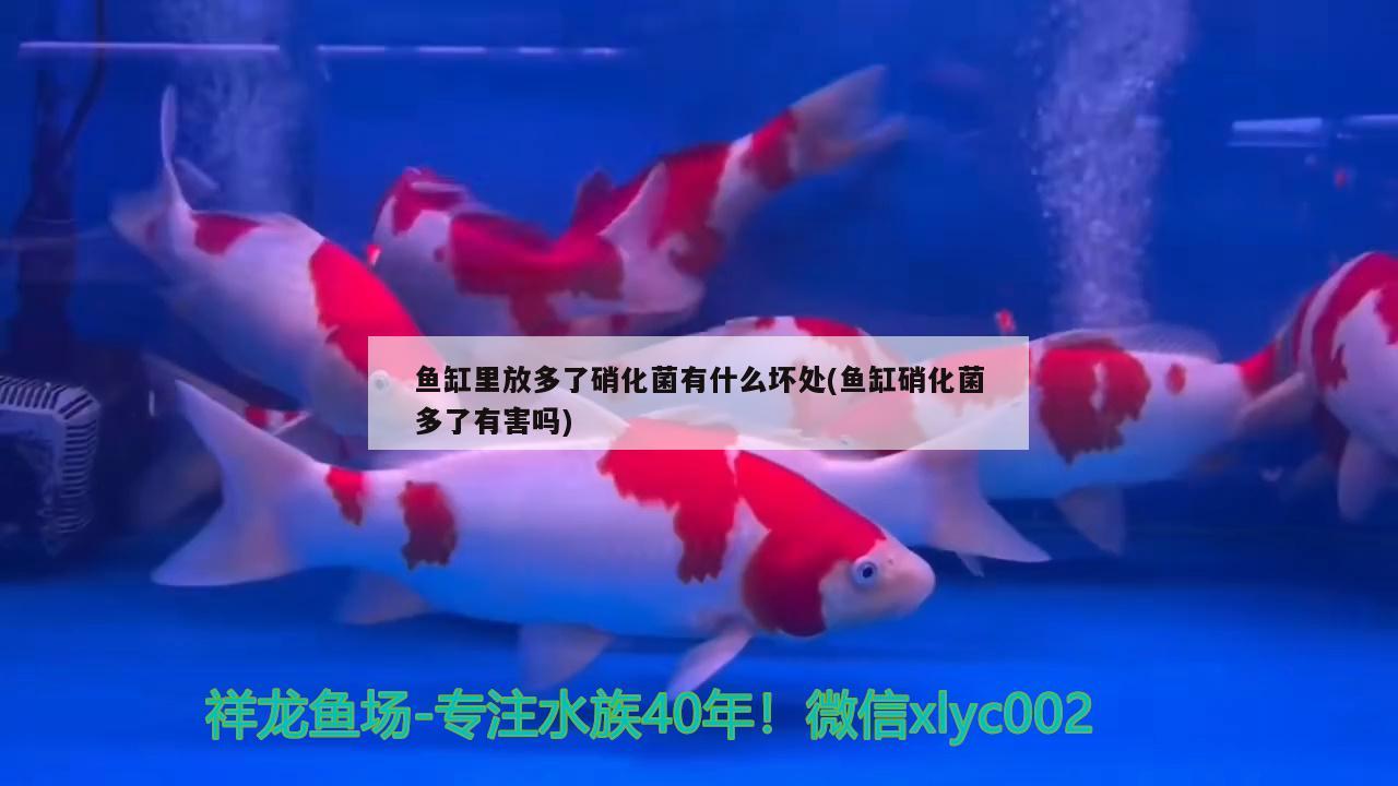 魚缸里放多了硝化菌有什么壞處(魚缸硝化菌多了有害嗎)