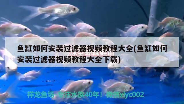 魚缸如何安裝過濾器視頻教程大全(魚缸如何安裝過濾器視頻教程大全下載) 恐龍王魚