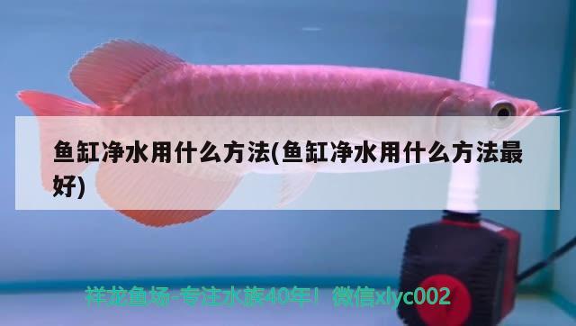 魚缸凈水用什么方法(魚缸凈水用什么方法最好)