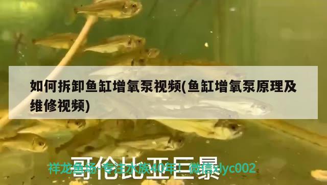 如何拆卸魚缸增氧泵視頻(魚缸增氧泵原理及維修視頻) 白化巴西龜（白巴）