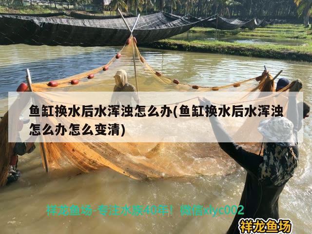 魚缸換水后水渾濁怎么辦(魚缸換水后水渾濁怎么辦怎么變清) 夢幻雷龍魚