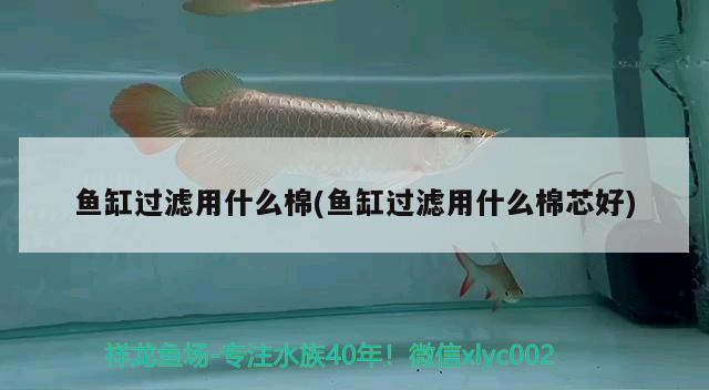 魚缸過濾用什么棉(魚缸過濾用什么棉芯好) 翡翠鳳凰魚