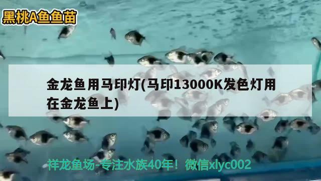 金龍魚用馬印燈(馬印13000K發(fā)色燈用在金龍魚上) 馬印水族