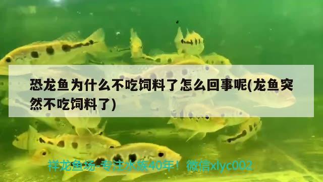 恐龍魚為什么不吃飼料了怎么回事呢(龍魚突然不吃飼料了) 帝王迷宮魚