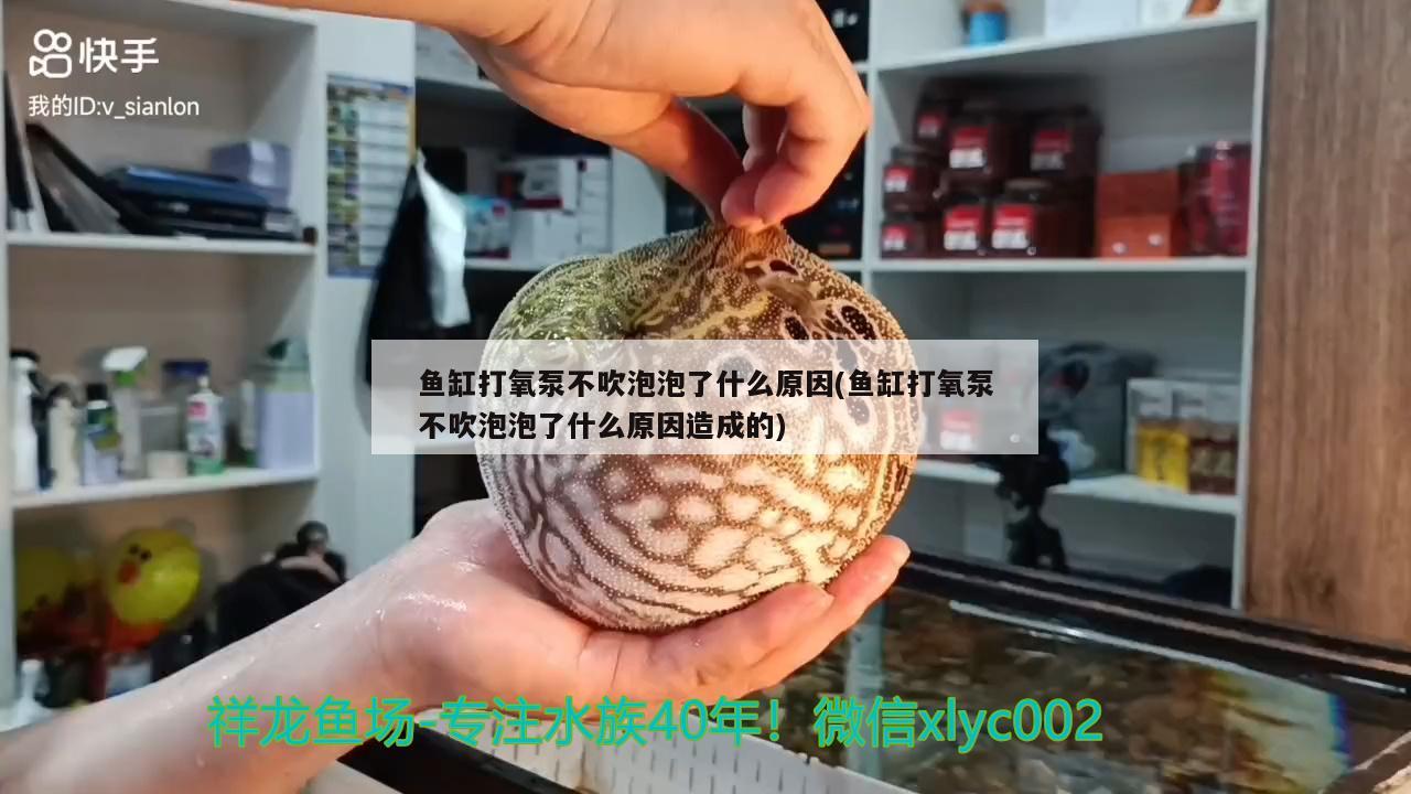 魚(yú)缸打氧泵不吹泡泡了什么原因(魚(yú)缸打氧泵不吹泡泡了什么原因造成的) 元寶鳳凰魚(yú)百科 第1張