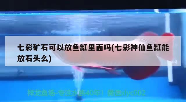 七彩礦石可以放魚缸里面嗎(七彩神仙魚缸能放石頭么)