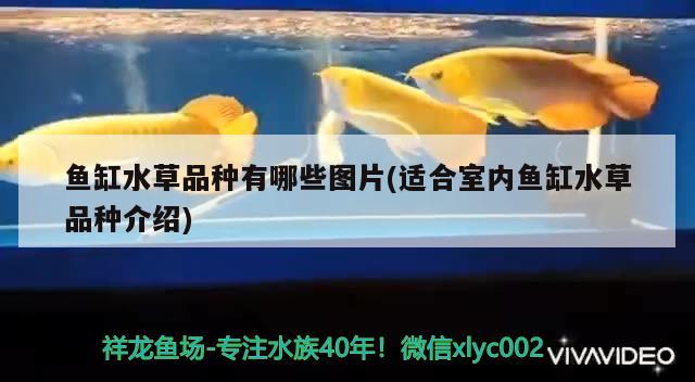 魚缸一般放在家里什么位置比較好(魚缸一般放在家里的哪個位置最好) 銀河星鉆魚