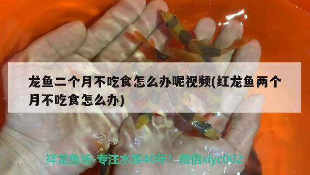 龍魚二個月不吃食怎么辦呢視頻(紅龍魚兩個月不吃食怎么辦) 白子關(guān)刀魚苗