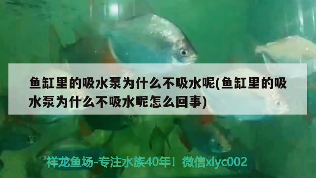 魚缸里的吸水泵為什么不吸水呢(魚缸里的吸水泵為什么不吸水呢怎么回事) 廣州祥龍國(guó)際水族貿(mào)易