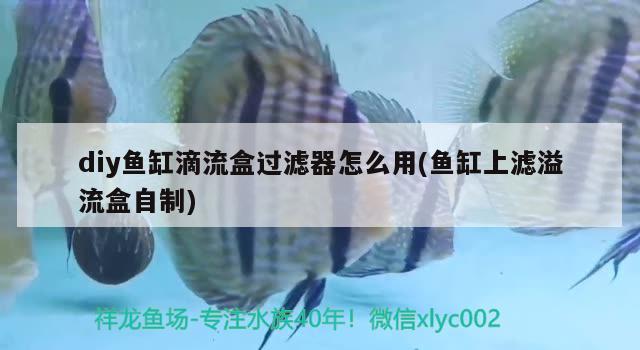 diy魚缸滴流盒過(guò)濾器怎么用(魚缸上濾溢流盒自制)